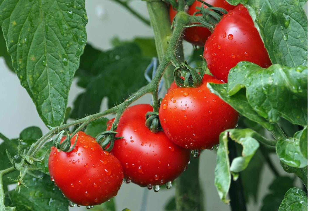 Complete Guide for Successfully Growing Tomatoes Indoors