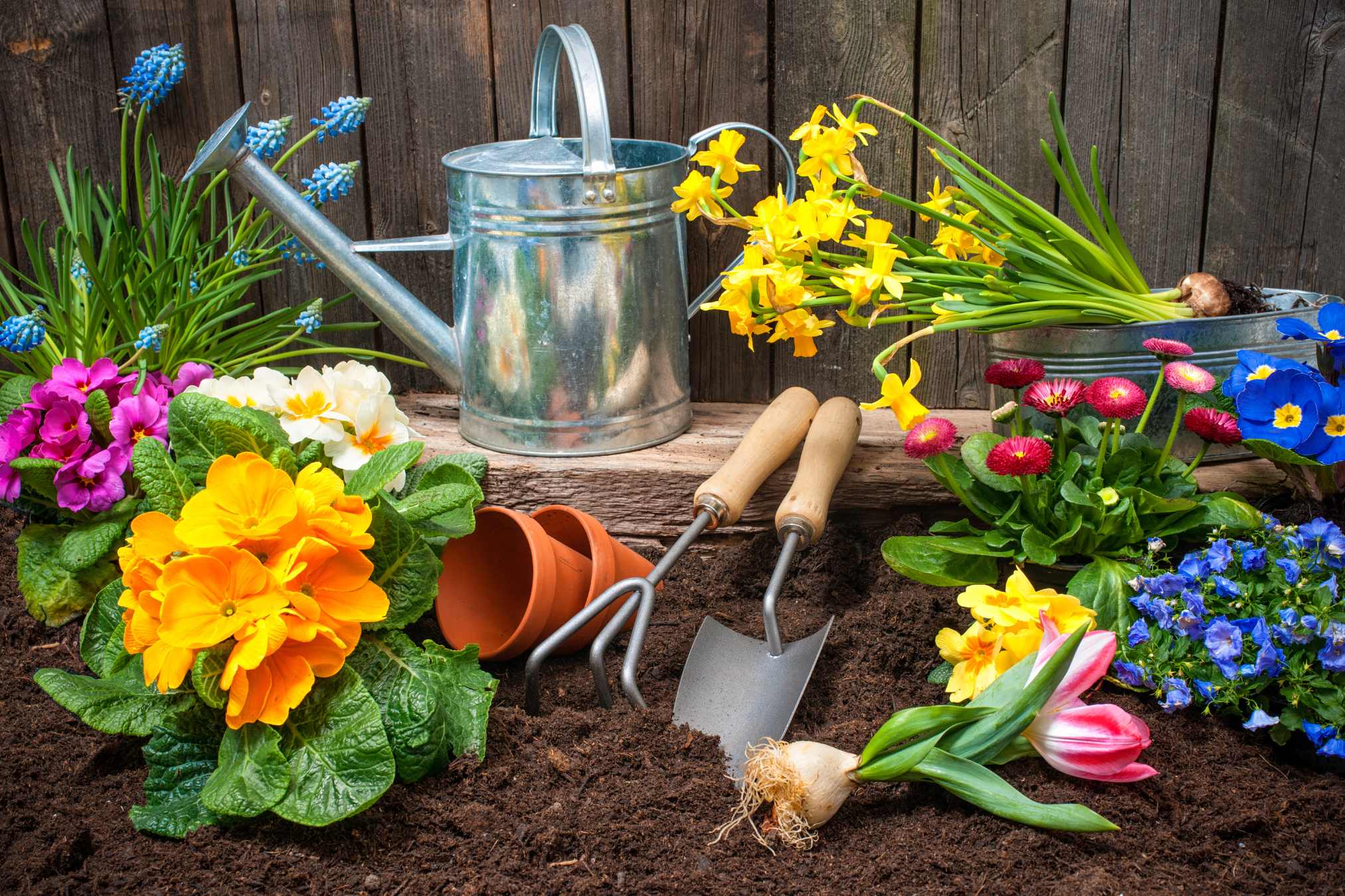 Tips and Ideas for a Thriving Backyard Garden [Full Guide]  Lost Coast  Plant Therapy