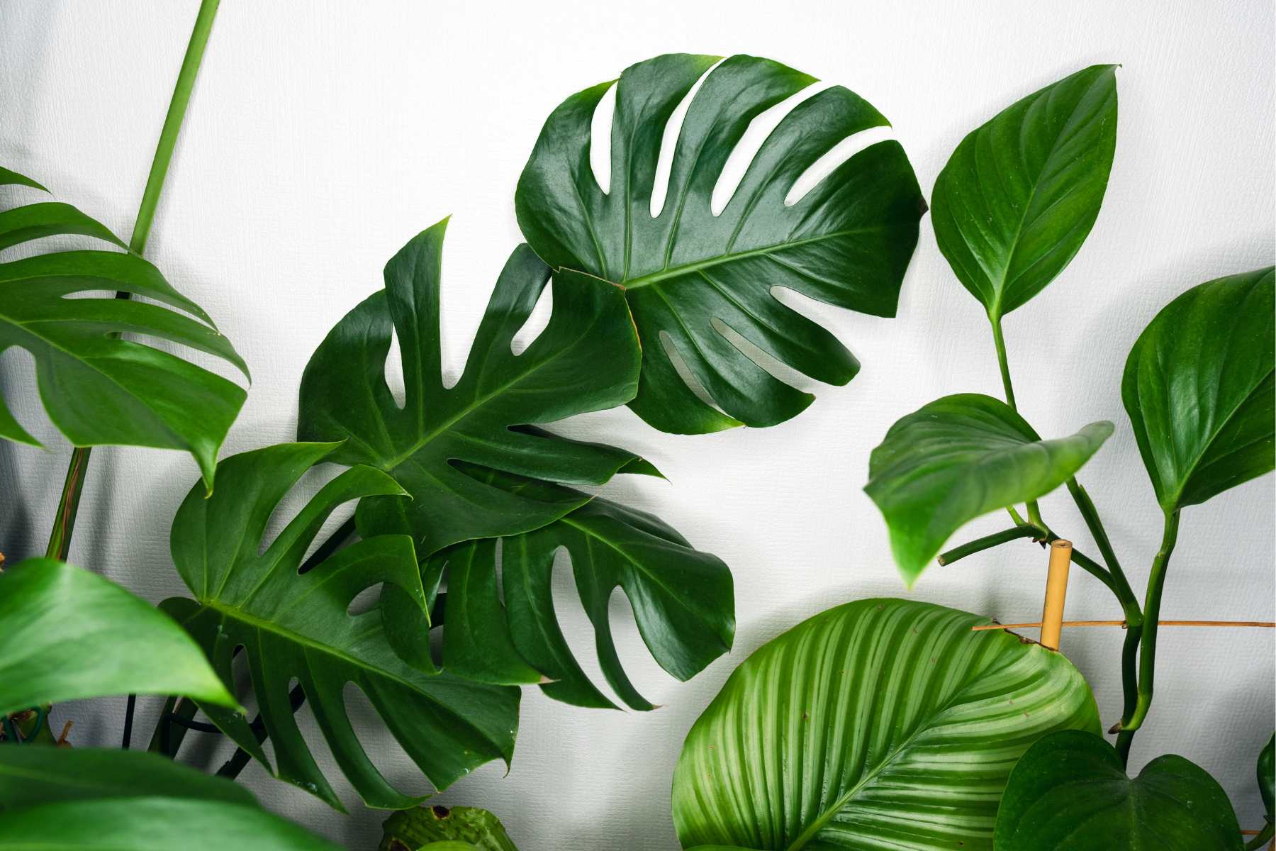 best indoor plants