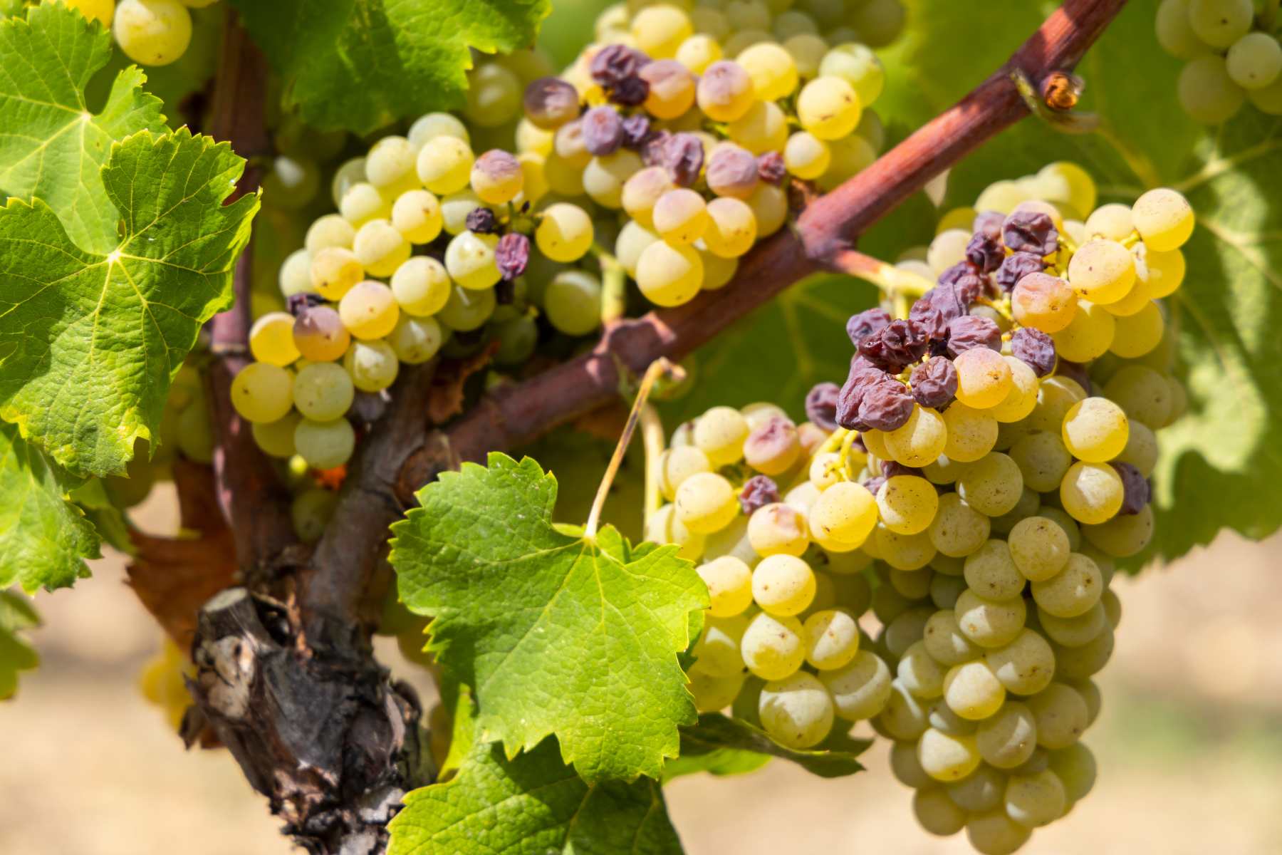 Botrytis