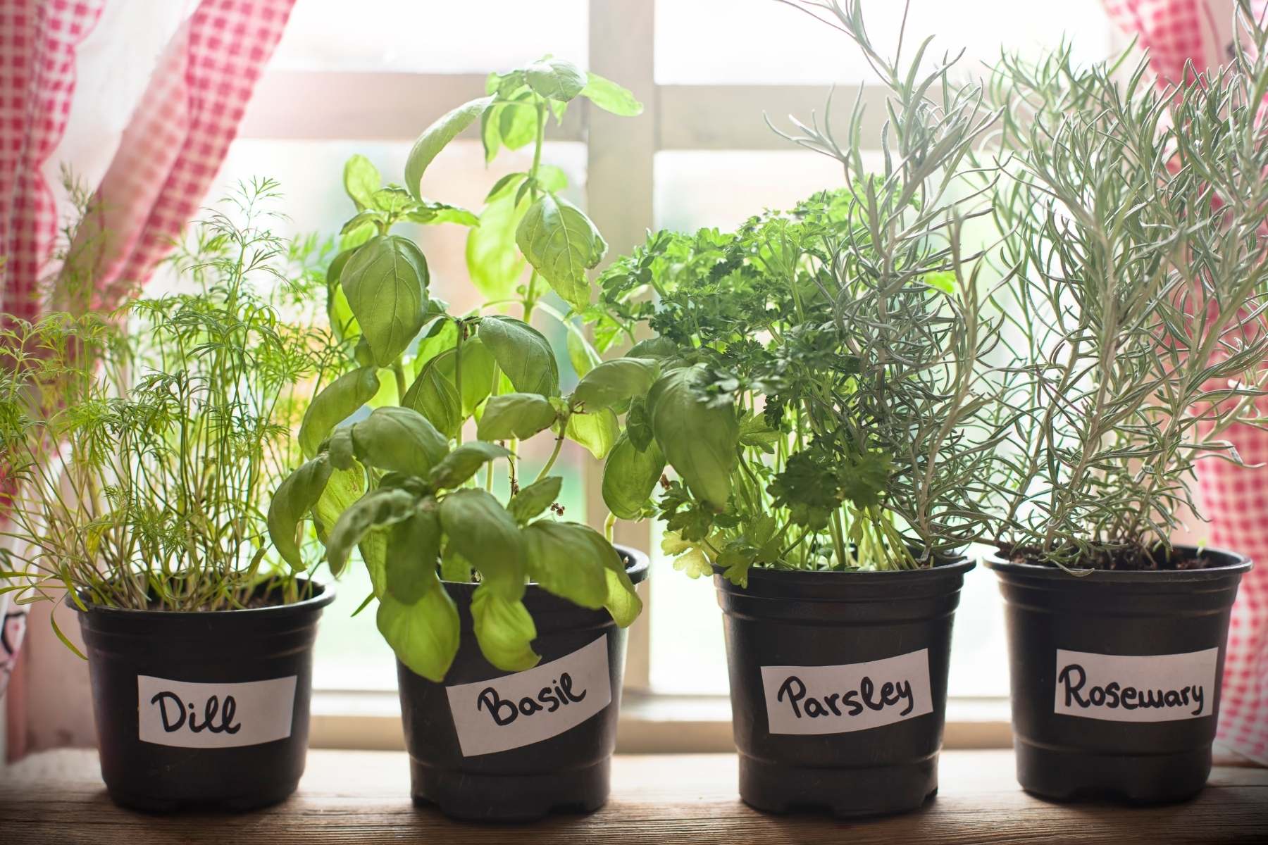 growing herbs indoors