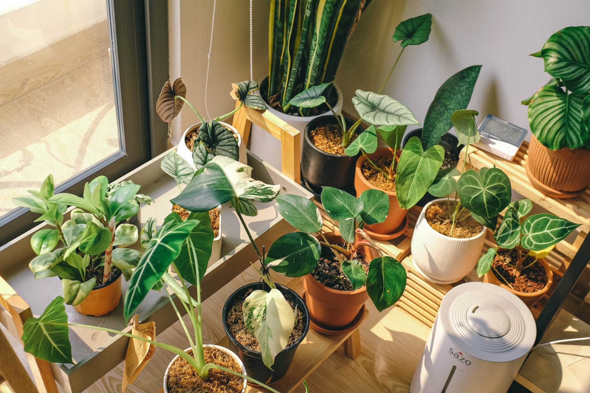 houseplant pests