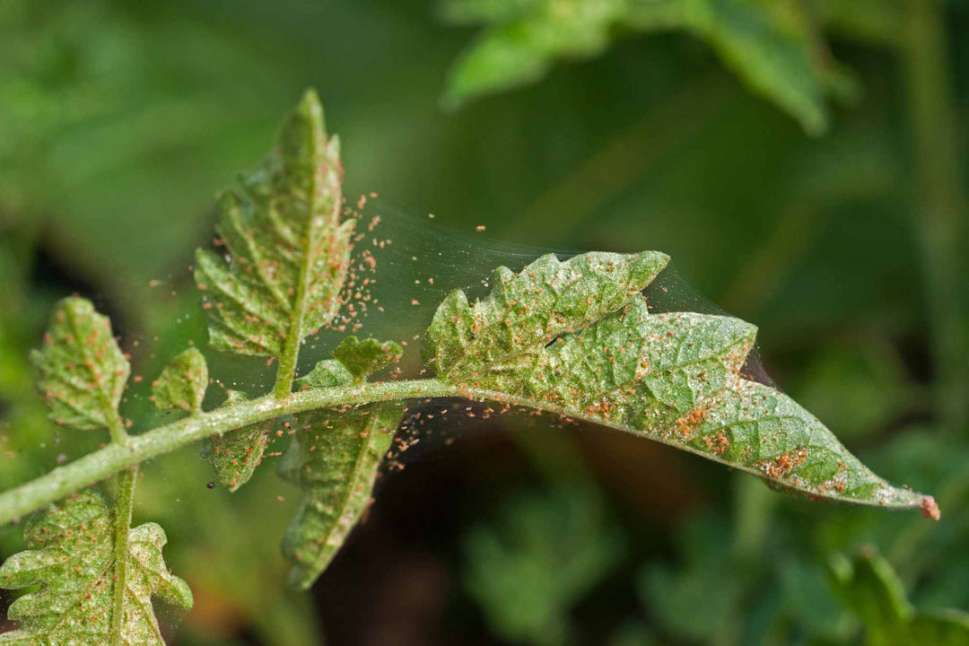 How to Get Rid of Spider Mites [Everything You Need to Know]