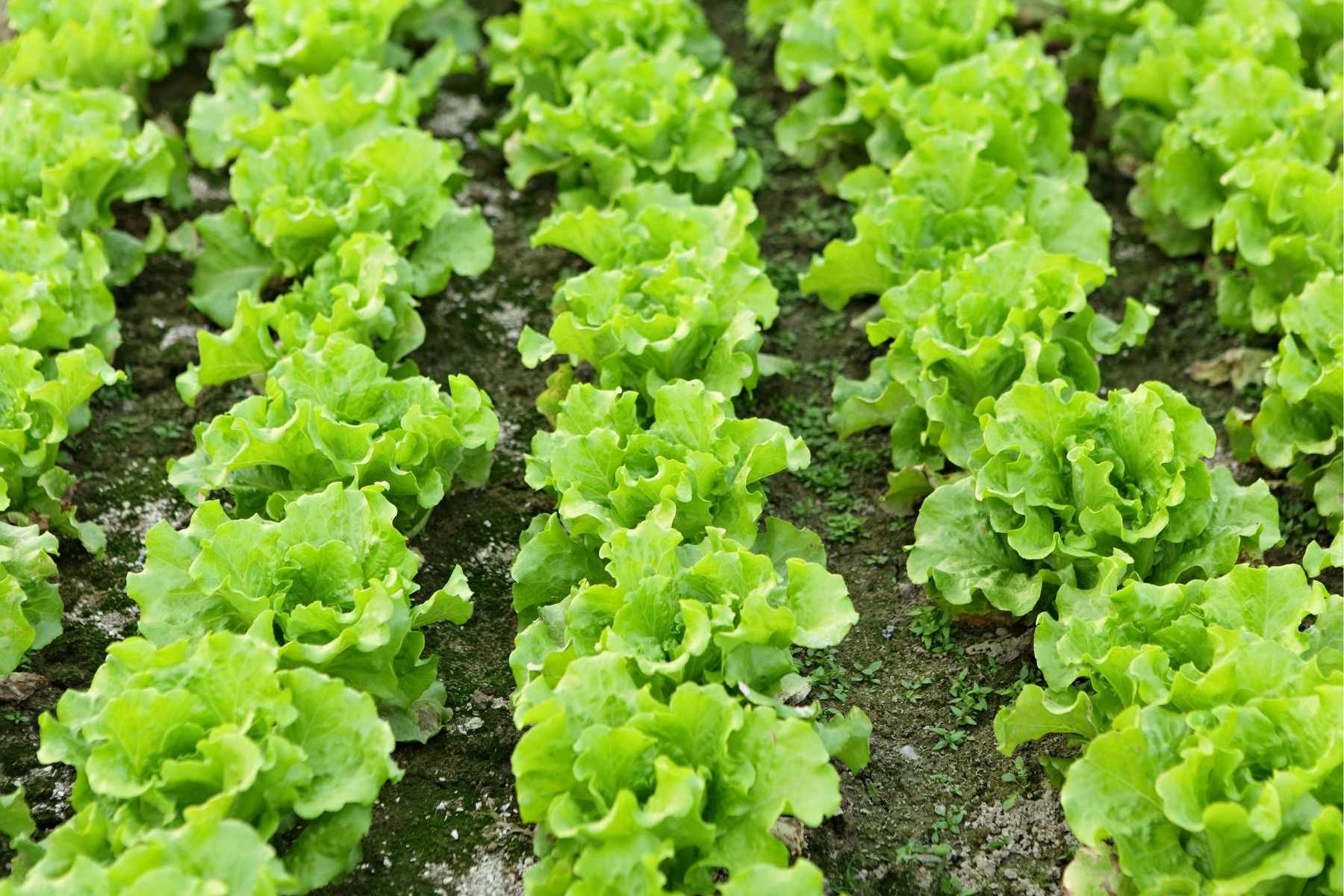 how to grow lettuce