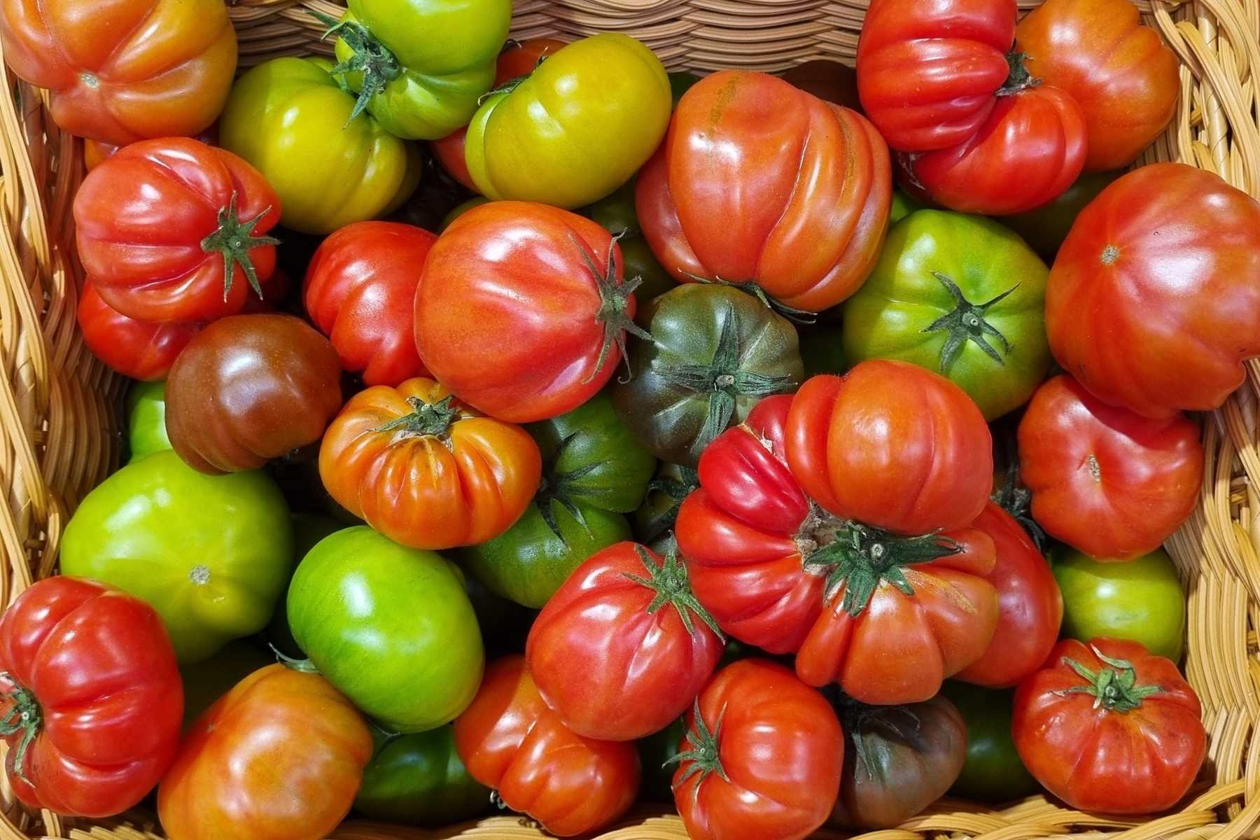 how to grow tomatoes
