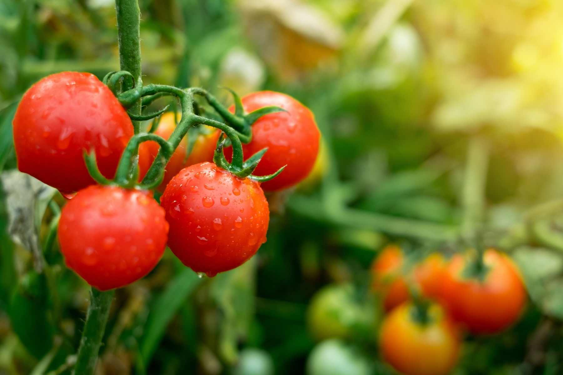 how to grow tomatoes