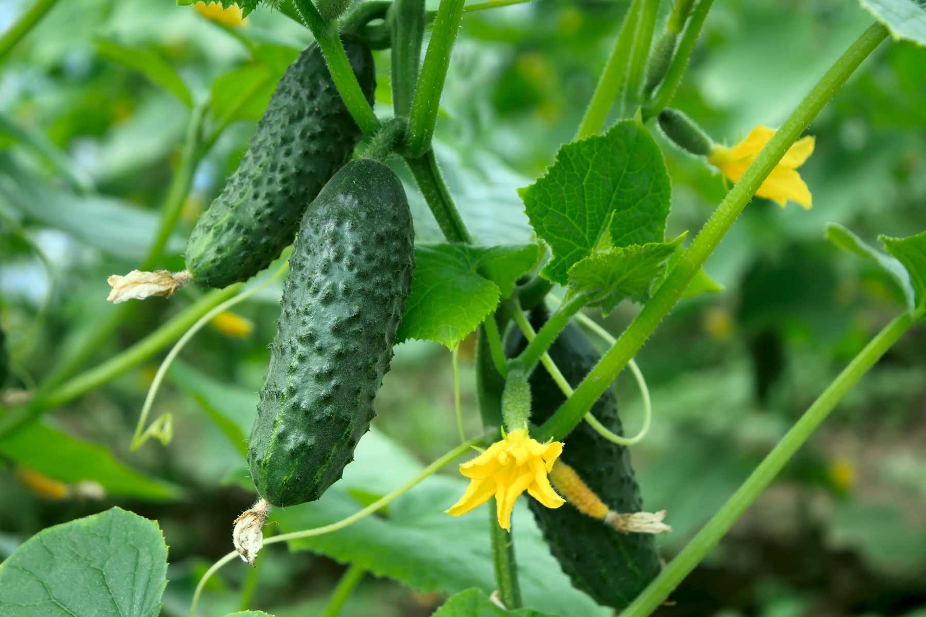 how to grow cucumbers