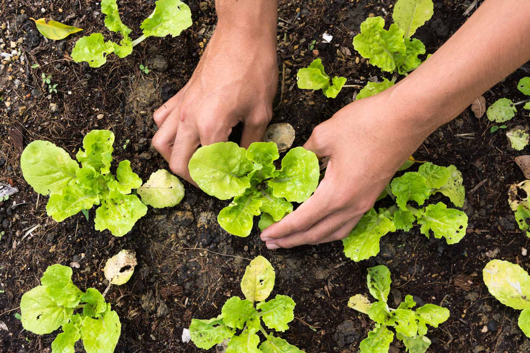 integrated pest management