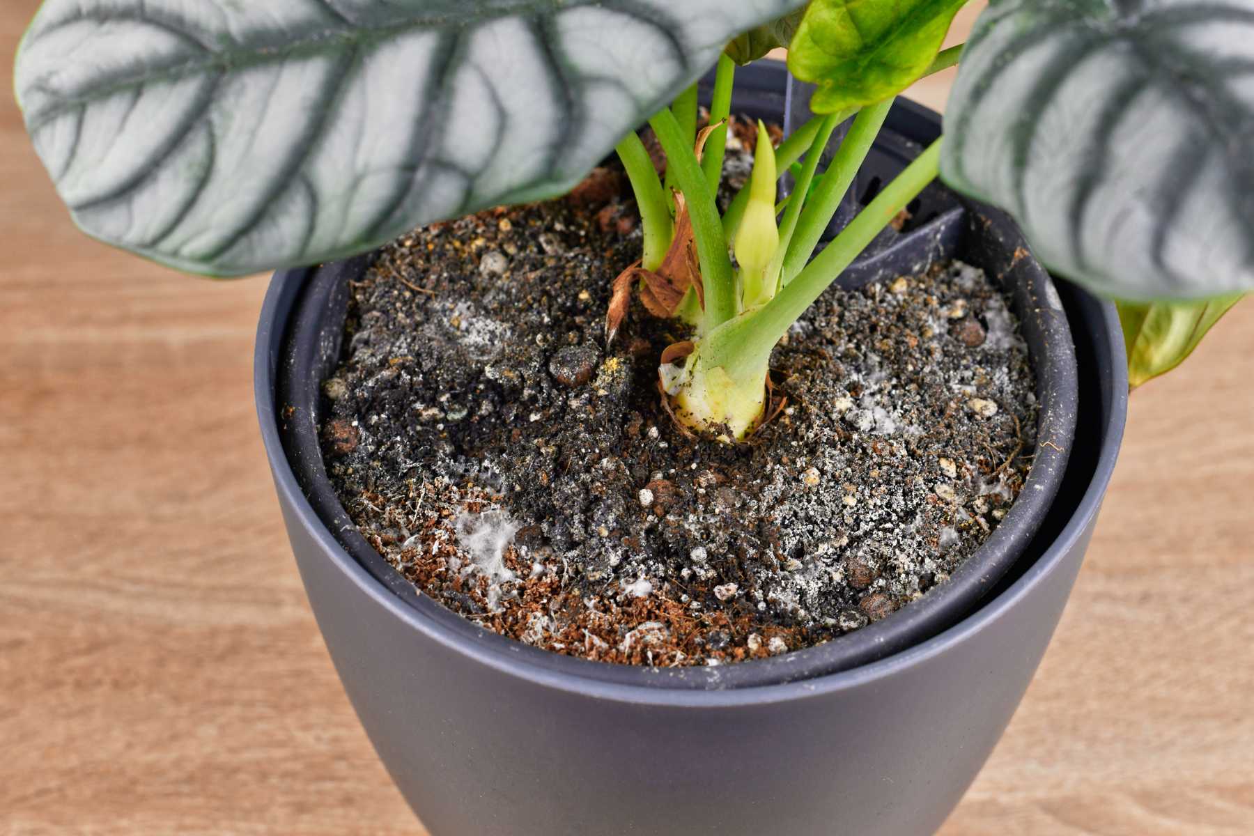 mold on houseplant soil