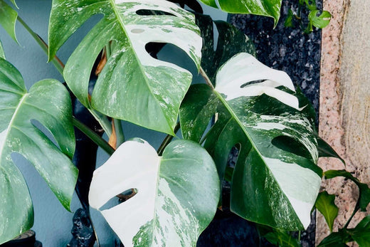 philodendron gigas Philodendron gigas – Carnivero main image 0