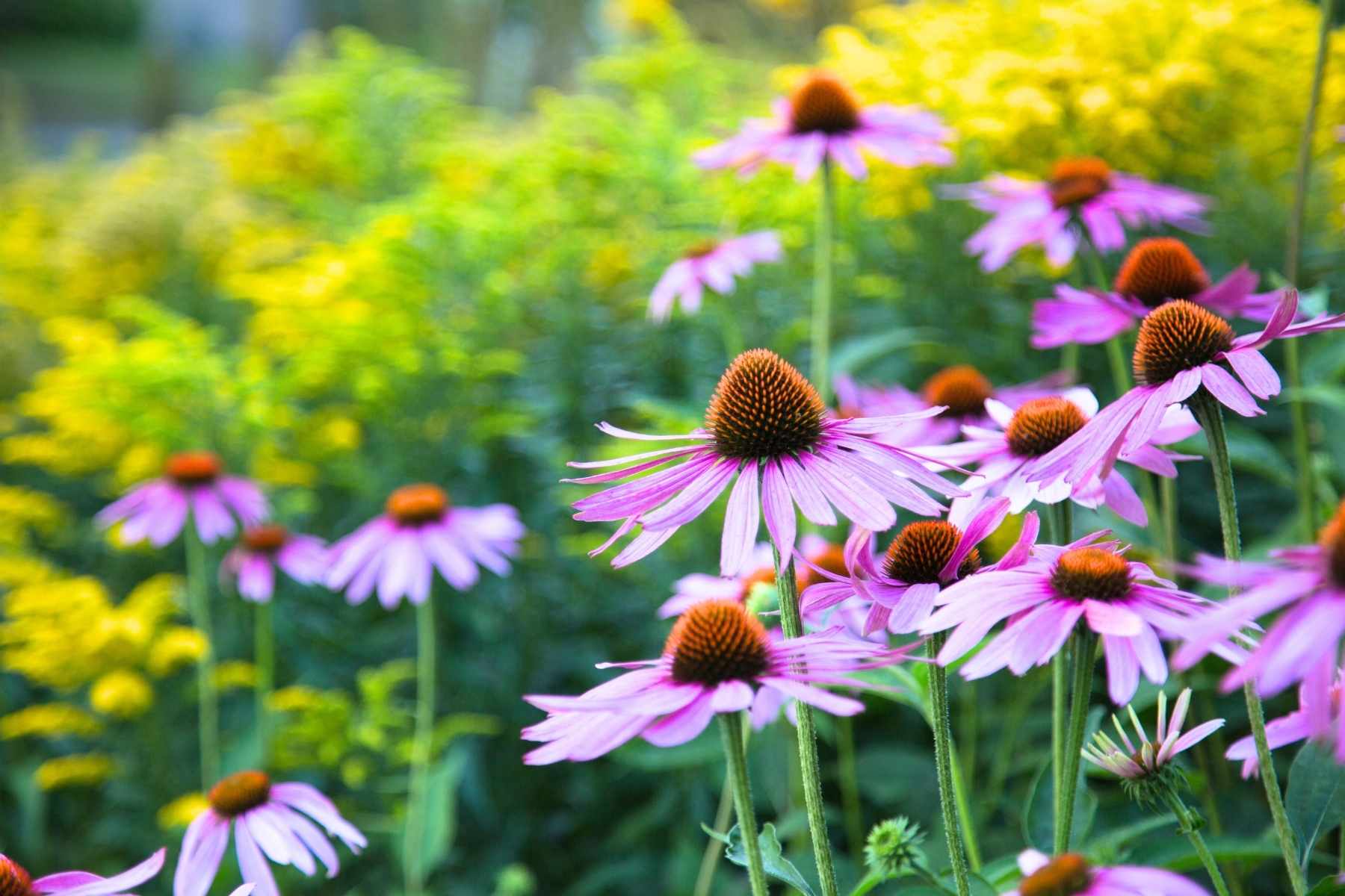 How to Grow Perennial Flowers in Your Garden