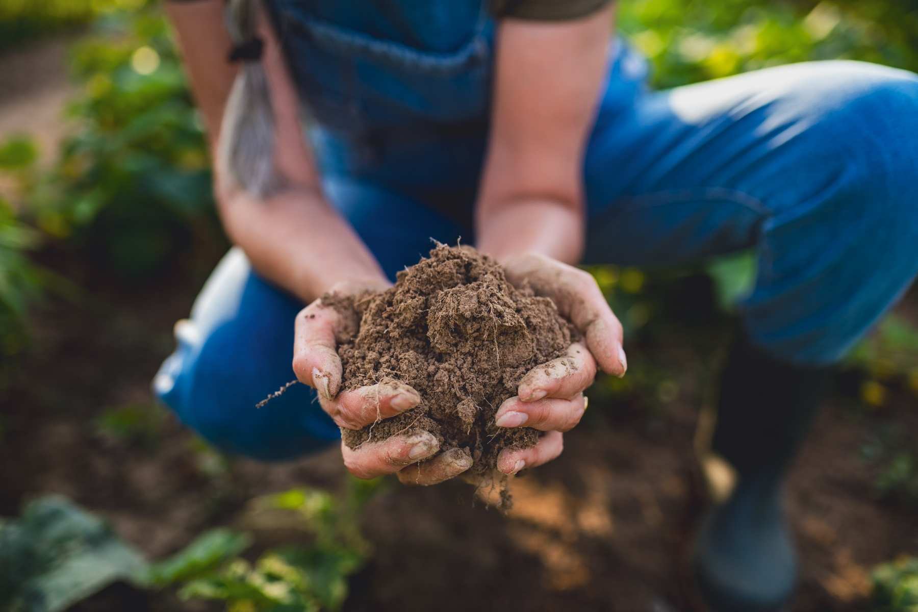 regenerative agriculture