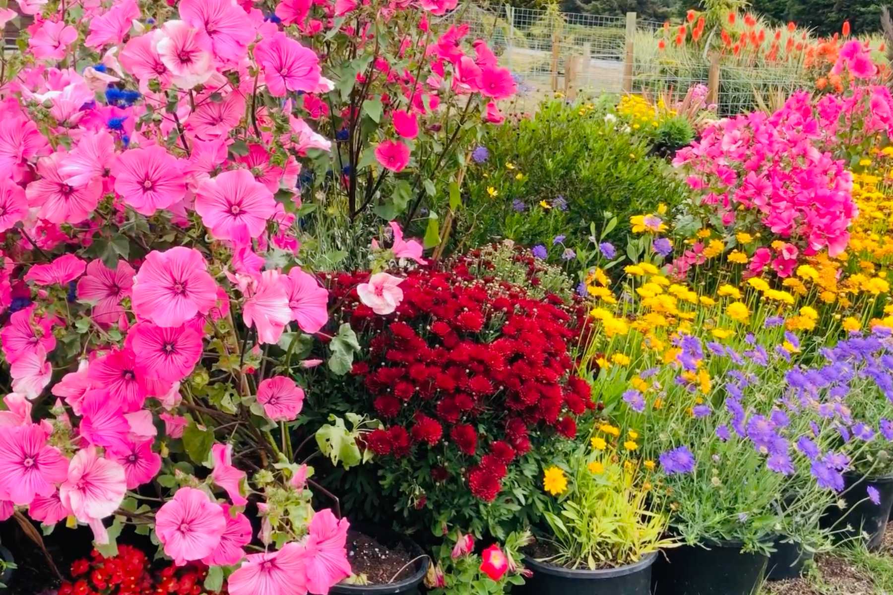 starting flower seeds