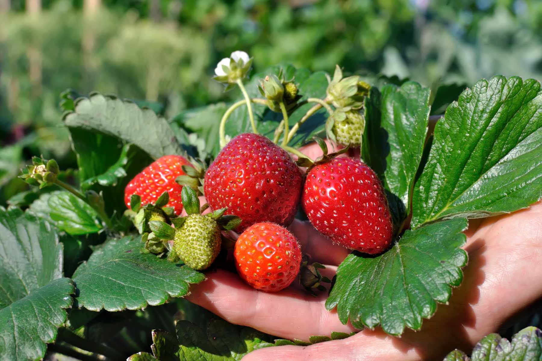 strawberry plants
