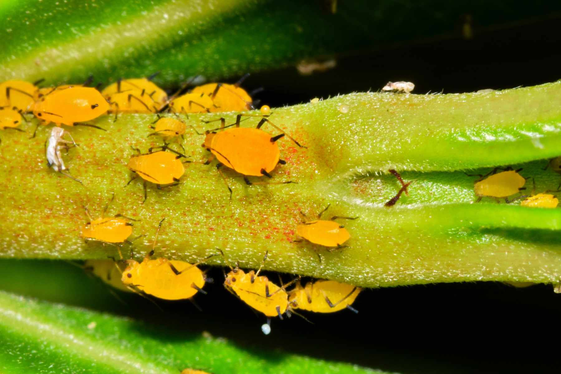 types of aphids