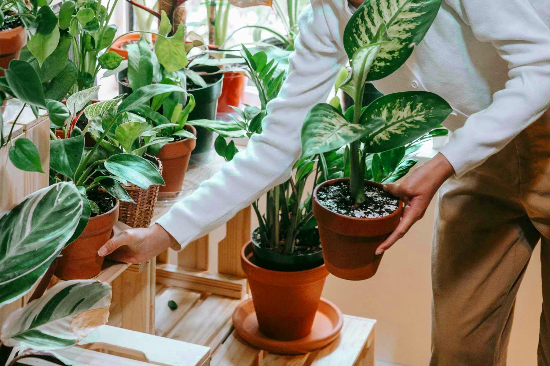 types of indoor plants