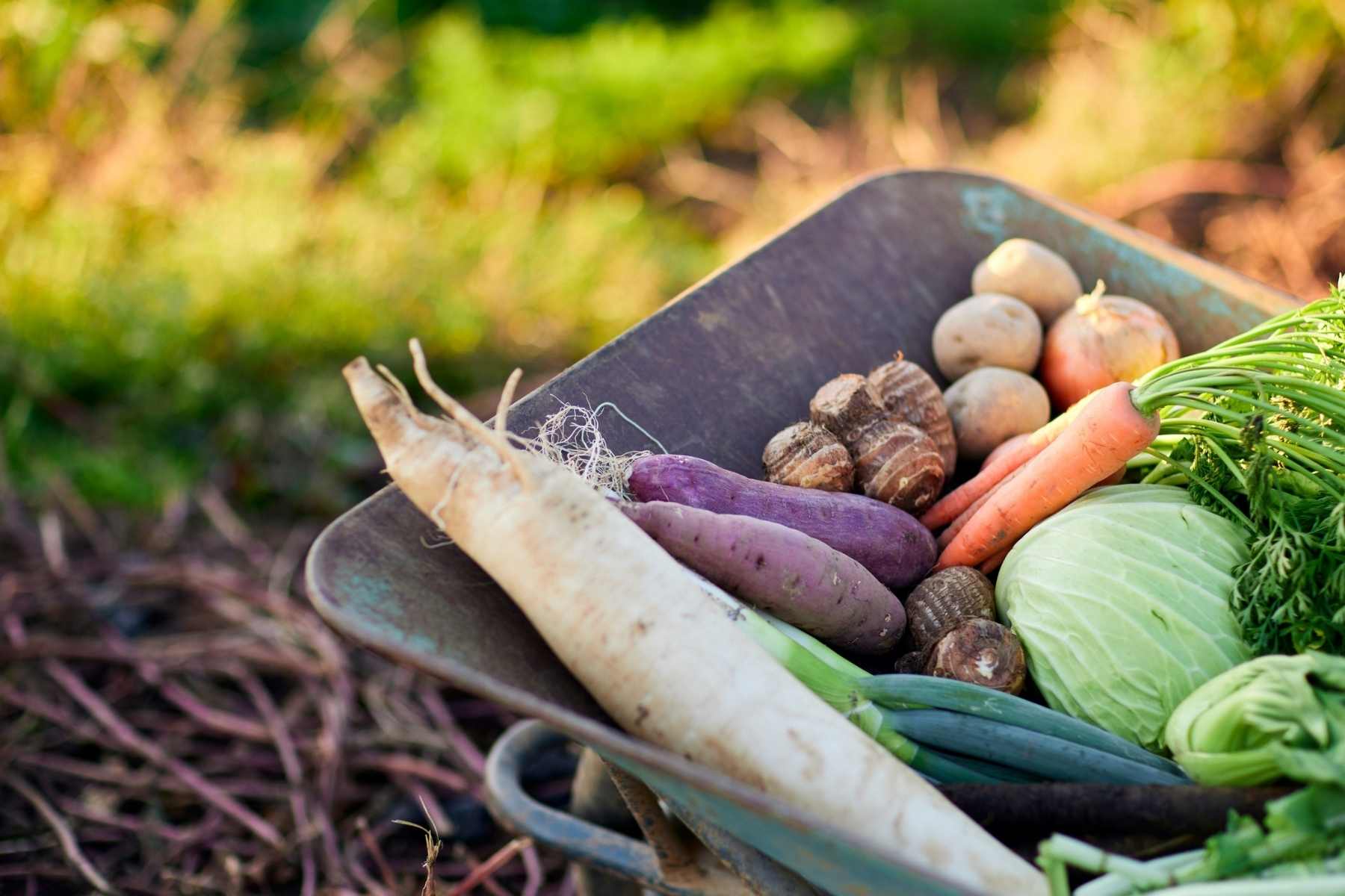 vegetables to grow in the fall