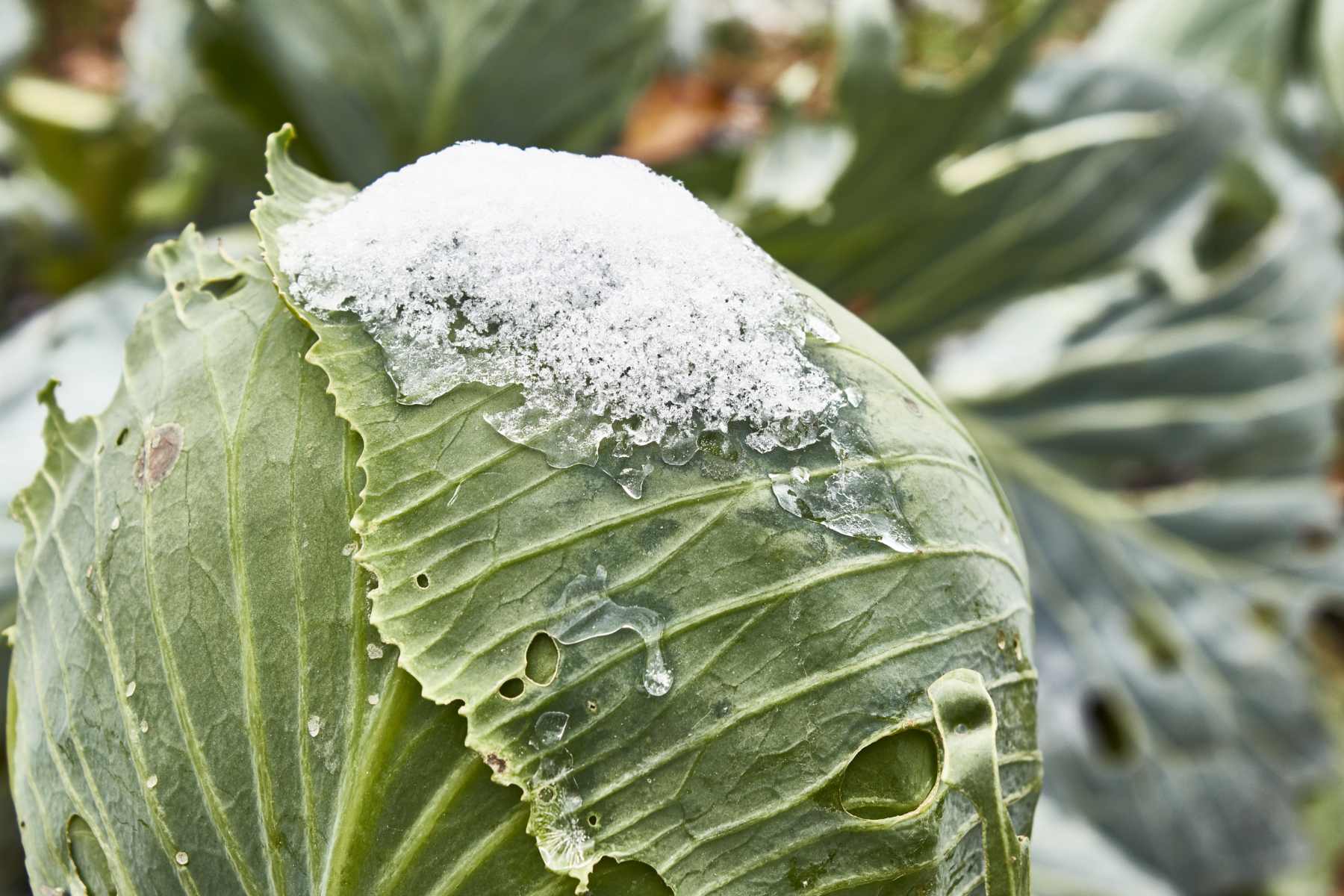 Winter Gardening Made Easy: 10 Tips for a Winter Vegetable Garden