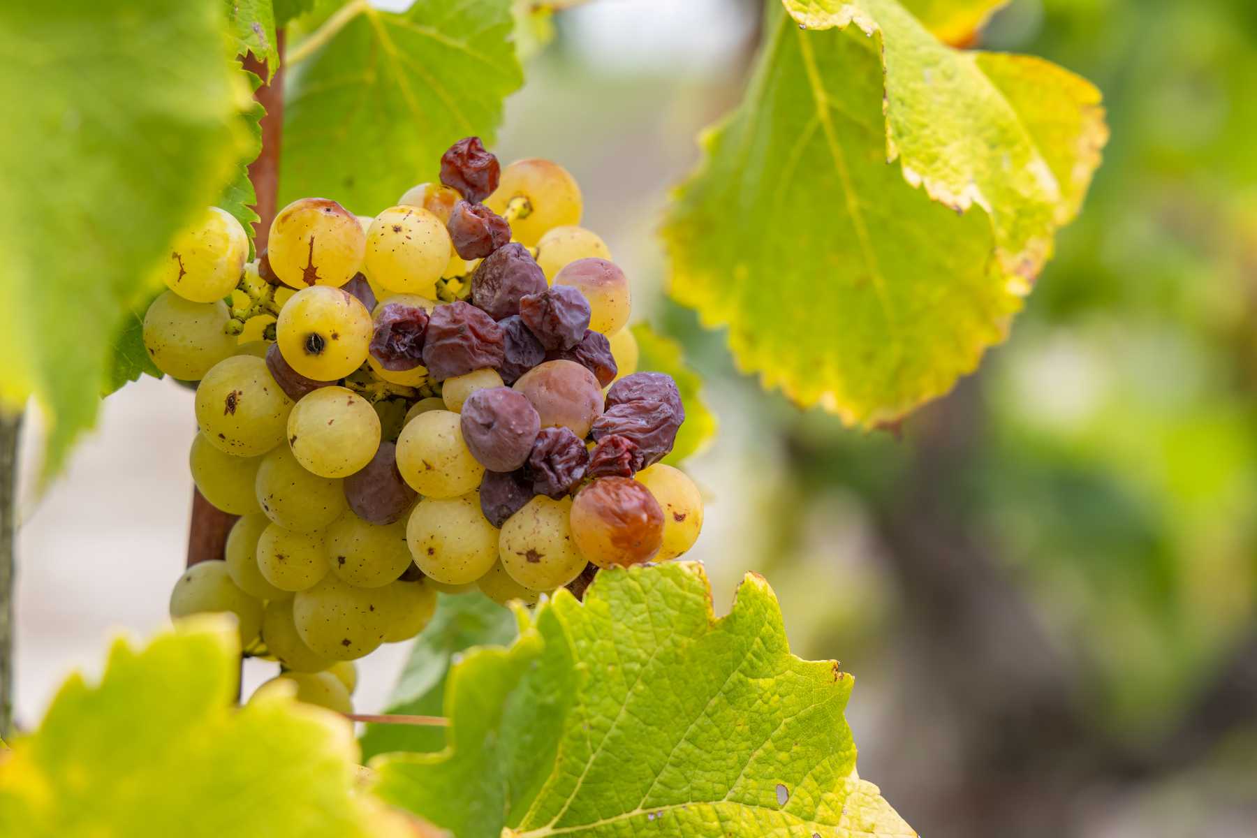 How to get rid of botrytis
