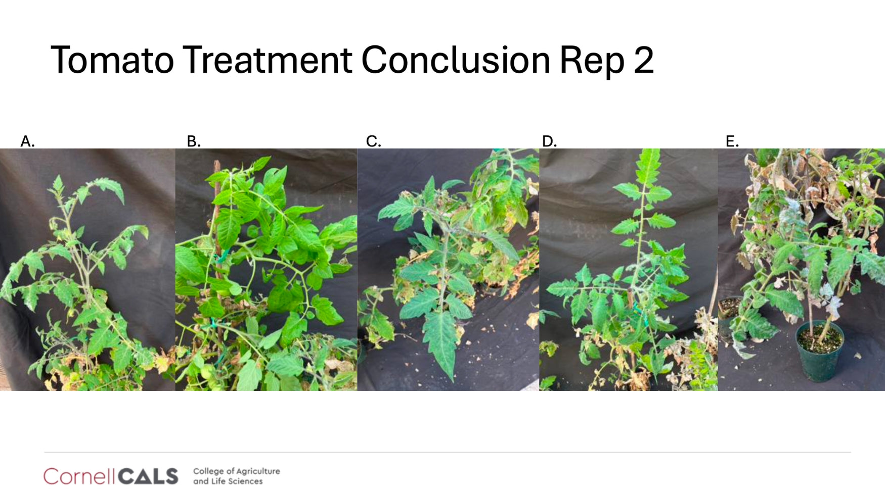 Cornell University trial results confirming that Lost Coast Plant Therapy is effective against powdery mildew and thrips