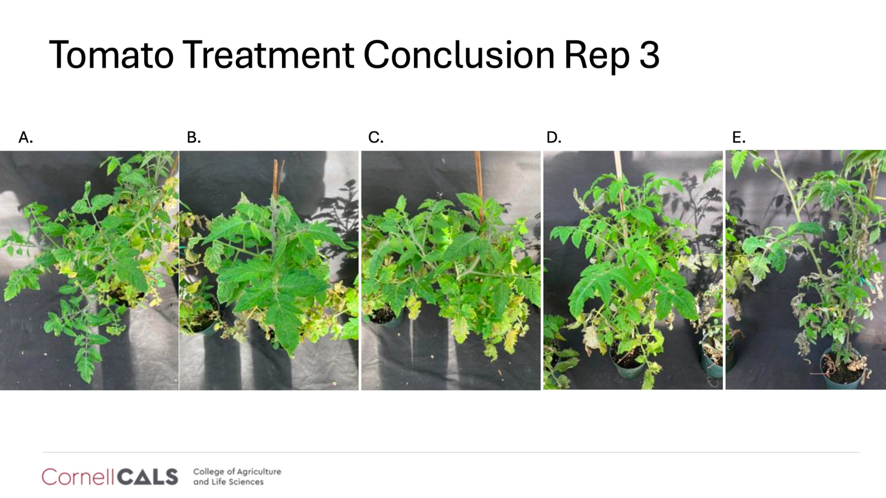 Cornell University trial results confirming that Lost Coast Plant Therapy is effective against powdery mildew and thrips