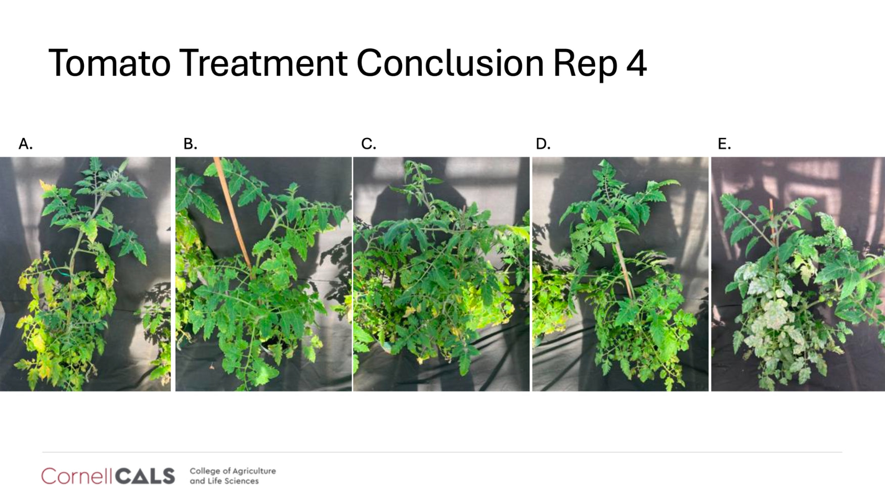 Cornell University trial results confirming that Lost Coast Plant Therapy is effective against powdery mildew and thrips