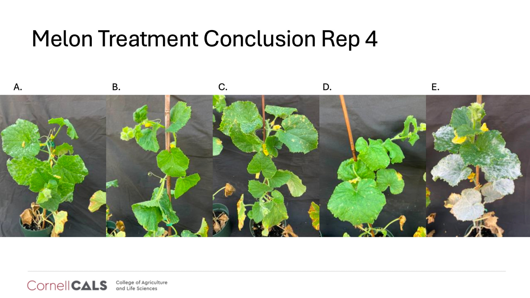 Cornell University trial results confirming that Lost Coast Plant Therapy is effective against powdery mildew and thrips