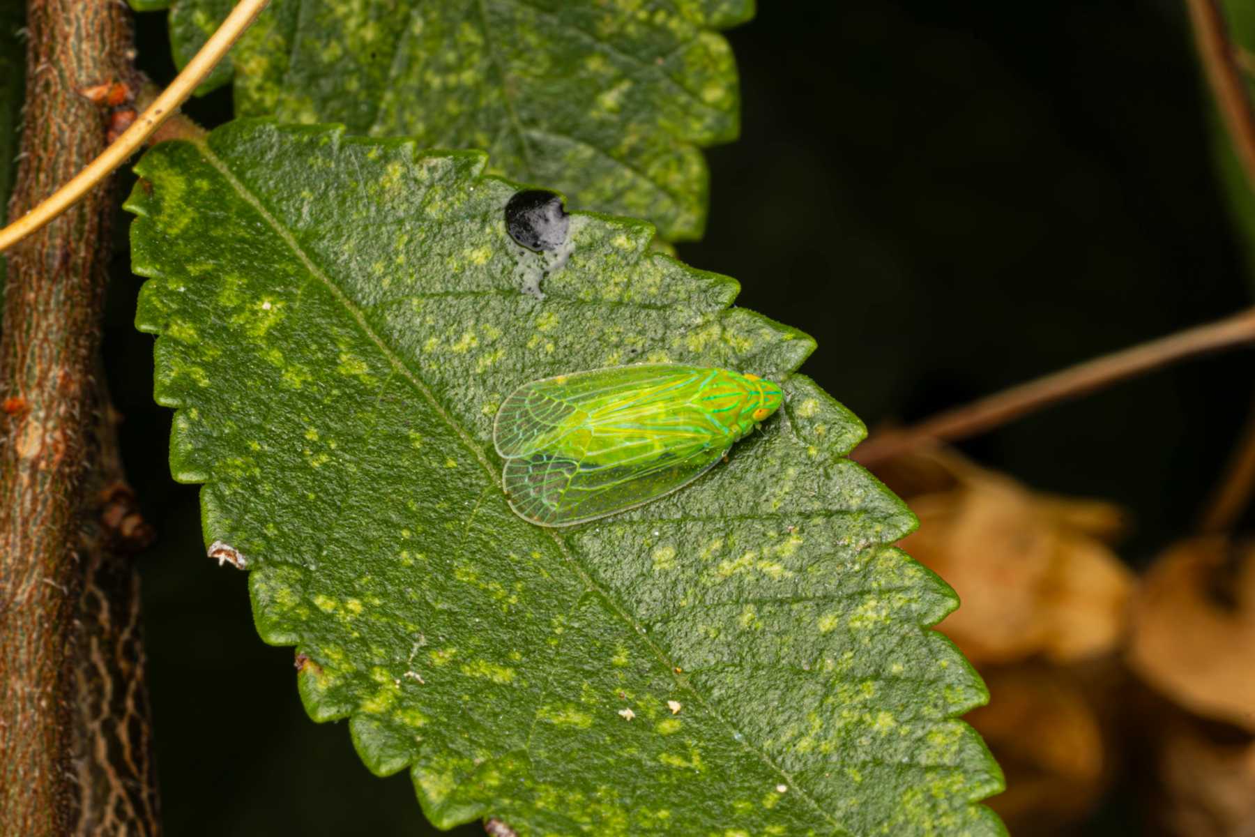 How to get rid of leafhoppers