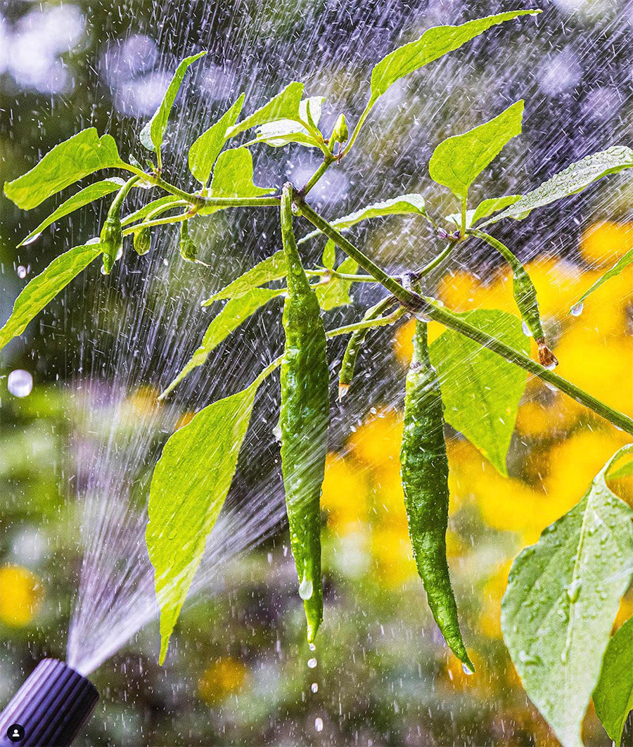 Lost Coast Plant Therapy