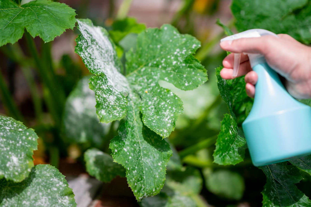 Powdery mildew?