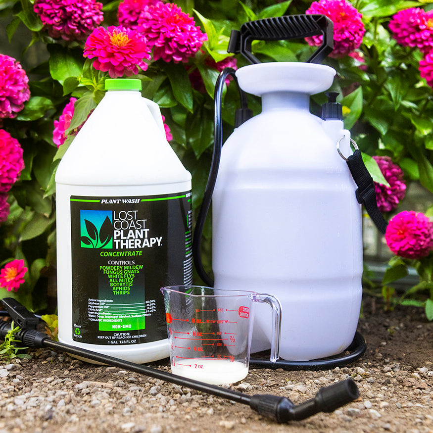Spraying Lost Coast Plant Therapy on plants