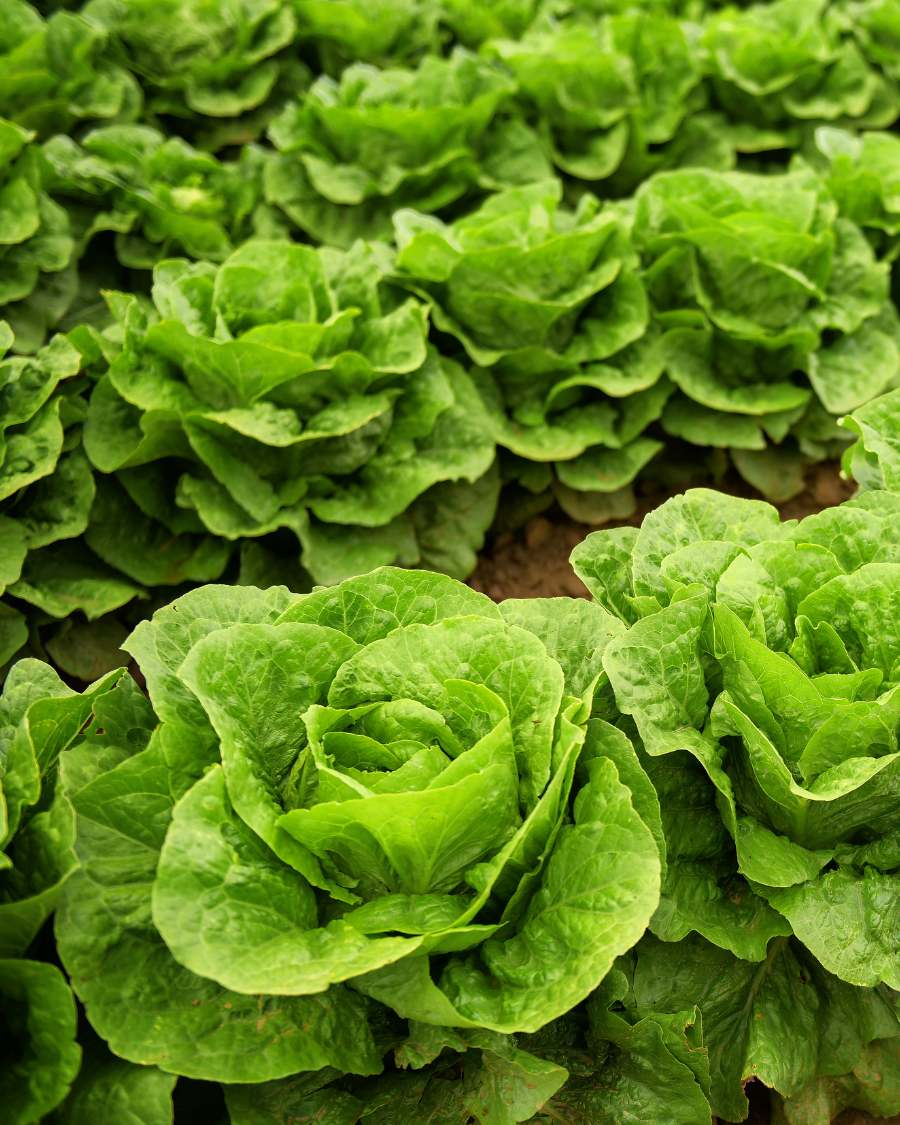 A healthy, clean garden