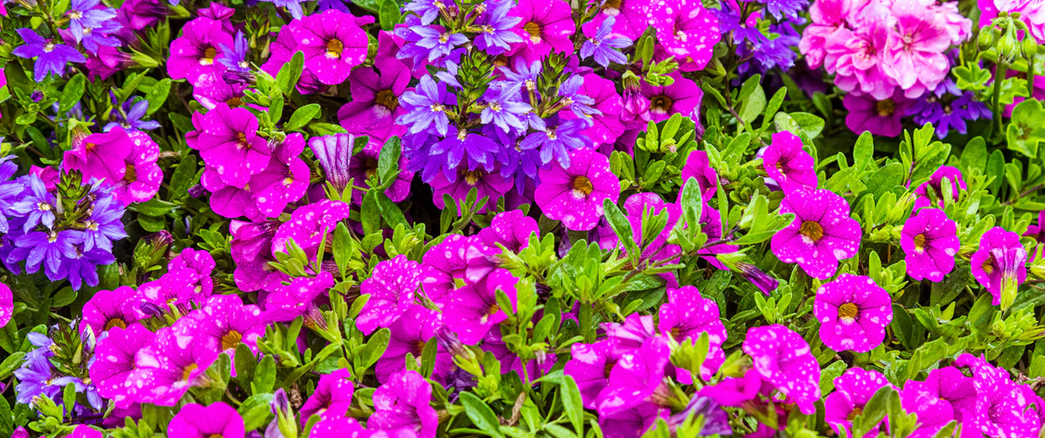 Lost Coast Plant Therapy