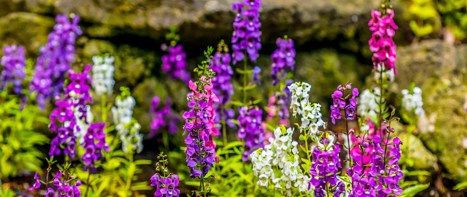 Lost Coast Plant Therapy