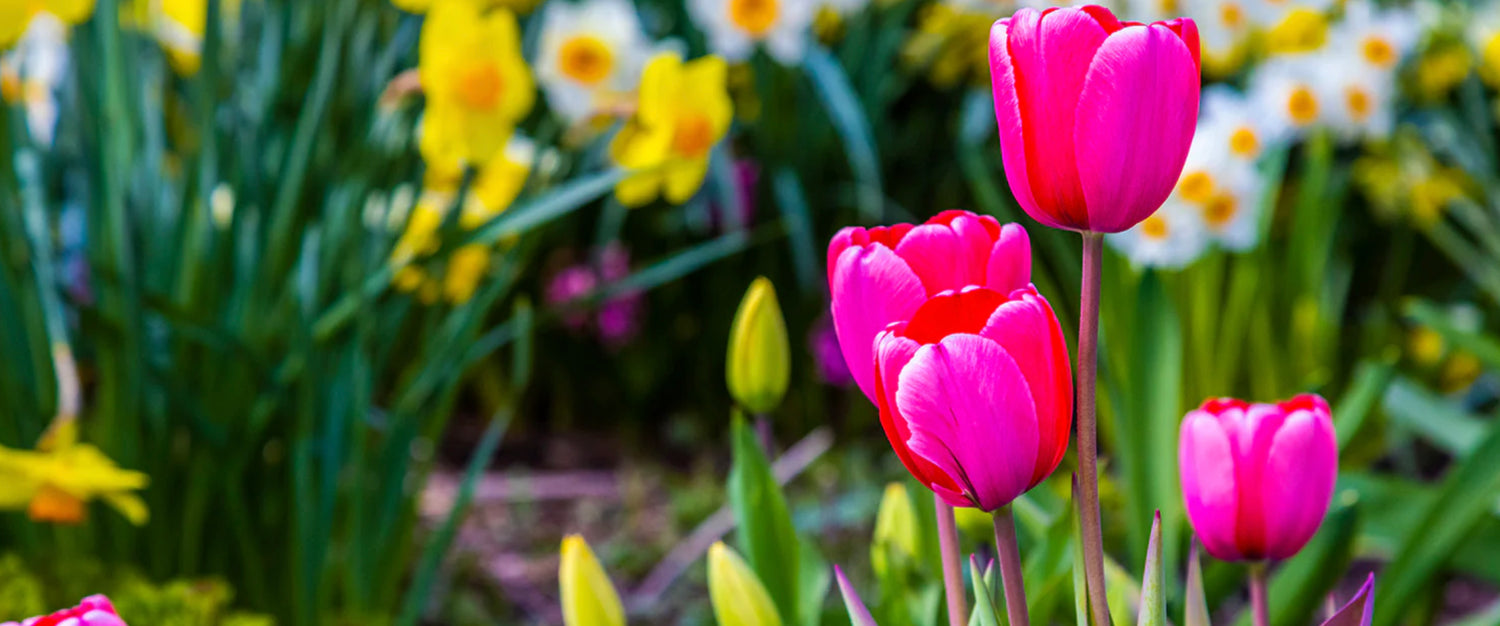 Lost Coast Plant Therapy