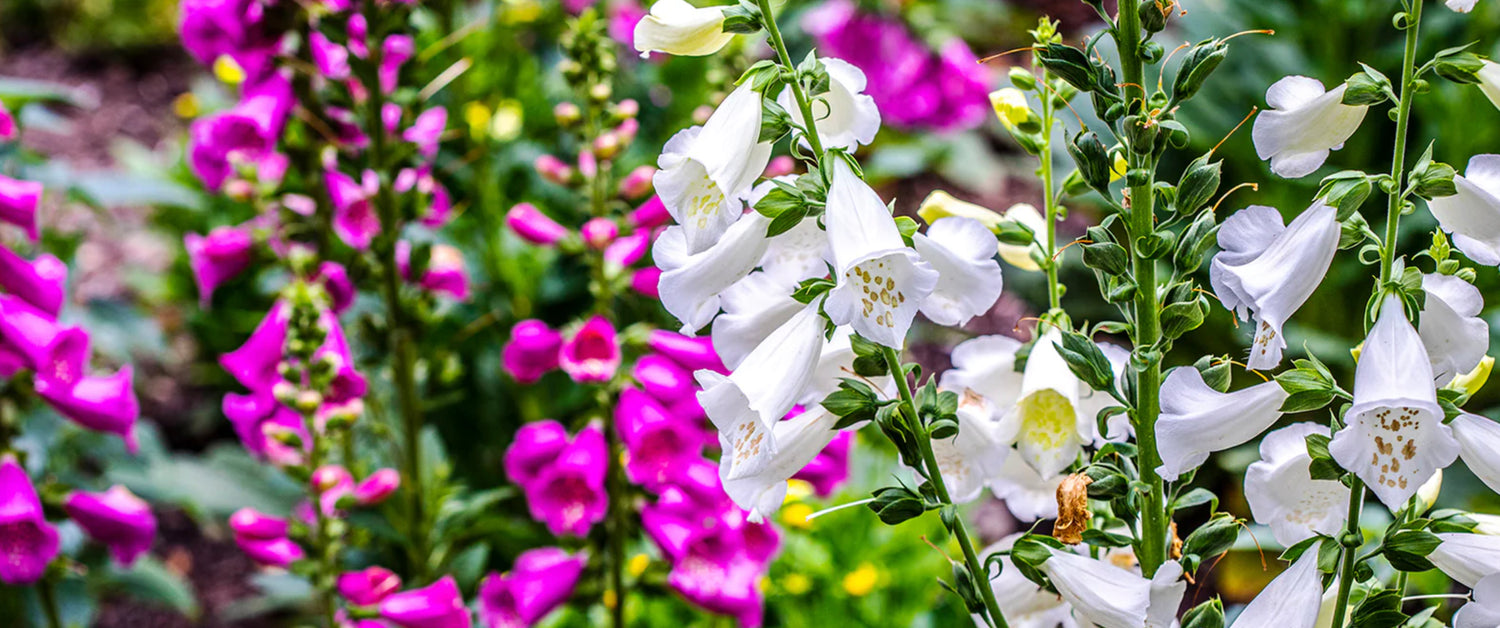 Lost Coast Plant Therapy