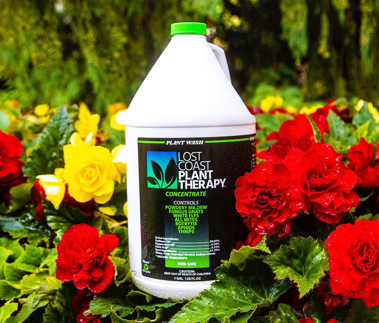 Lost Coast Plant Therapy