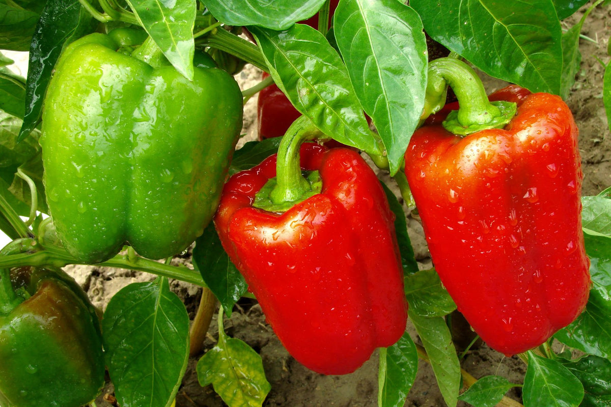A healthy, clean garden