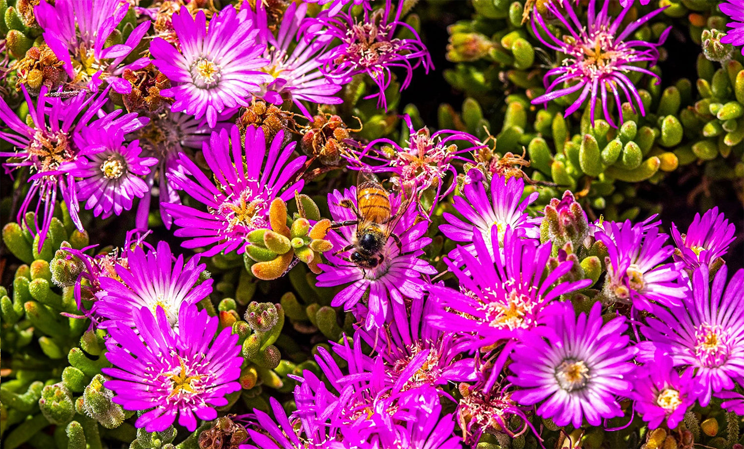 Lost Coast Plant Therapy