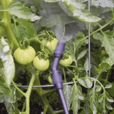 Fully saturate your plants