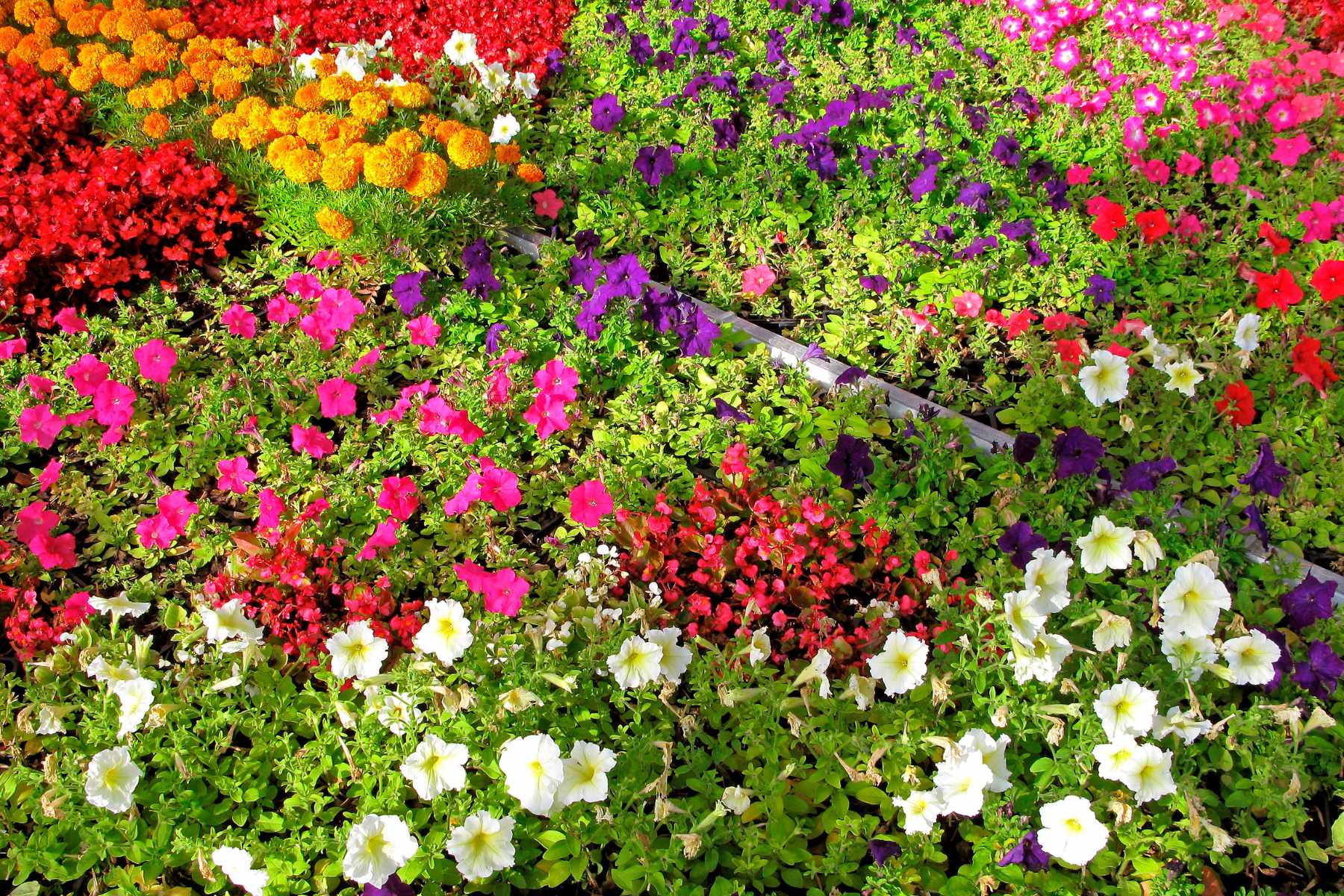 annual flowers
