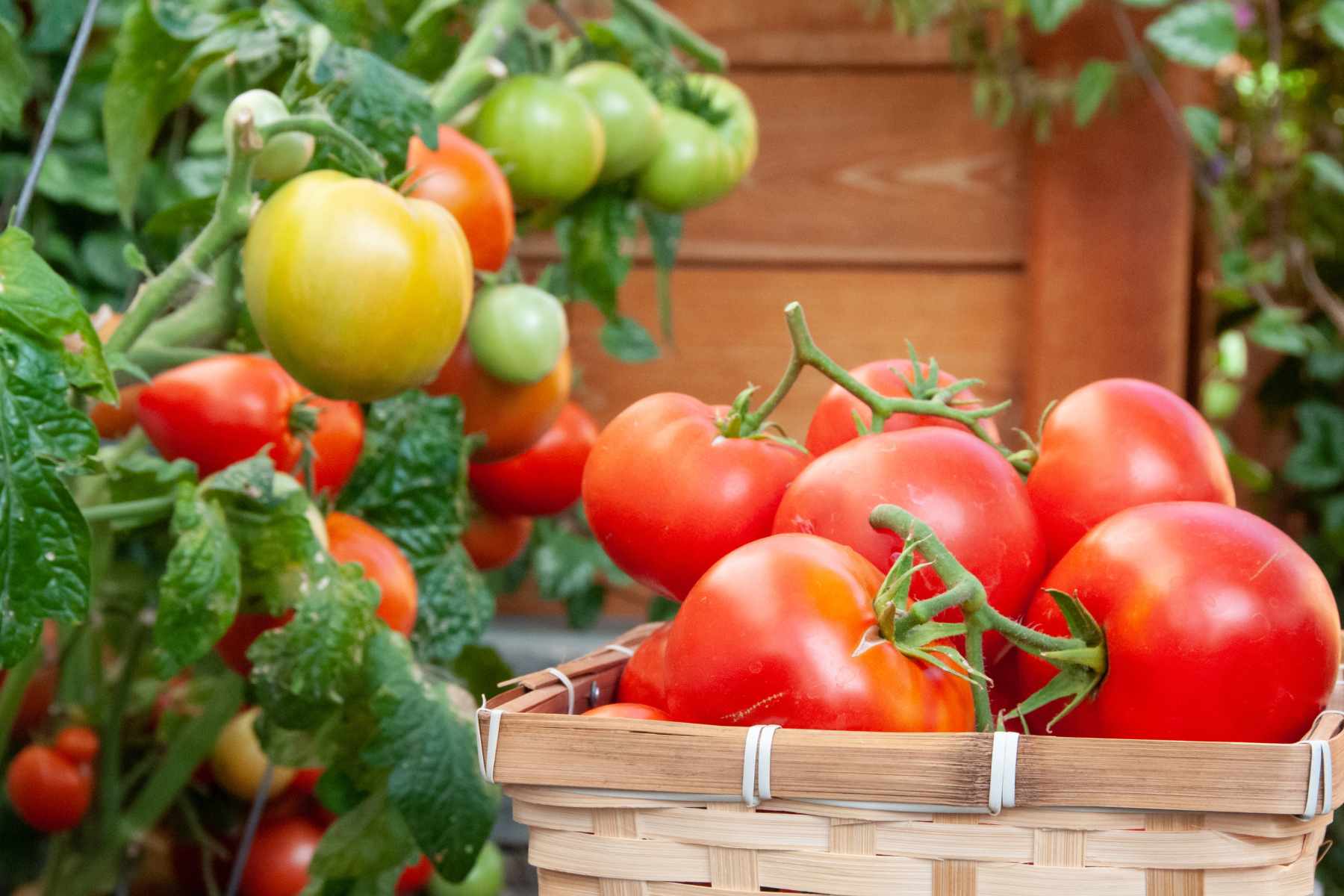 The Ultimate Guide to Growing a Thriving Vegetable Garden