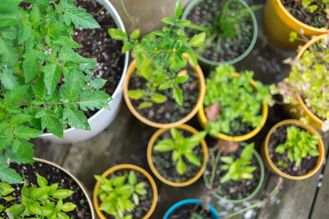 container gardening