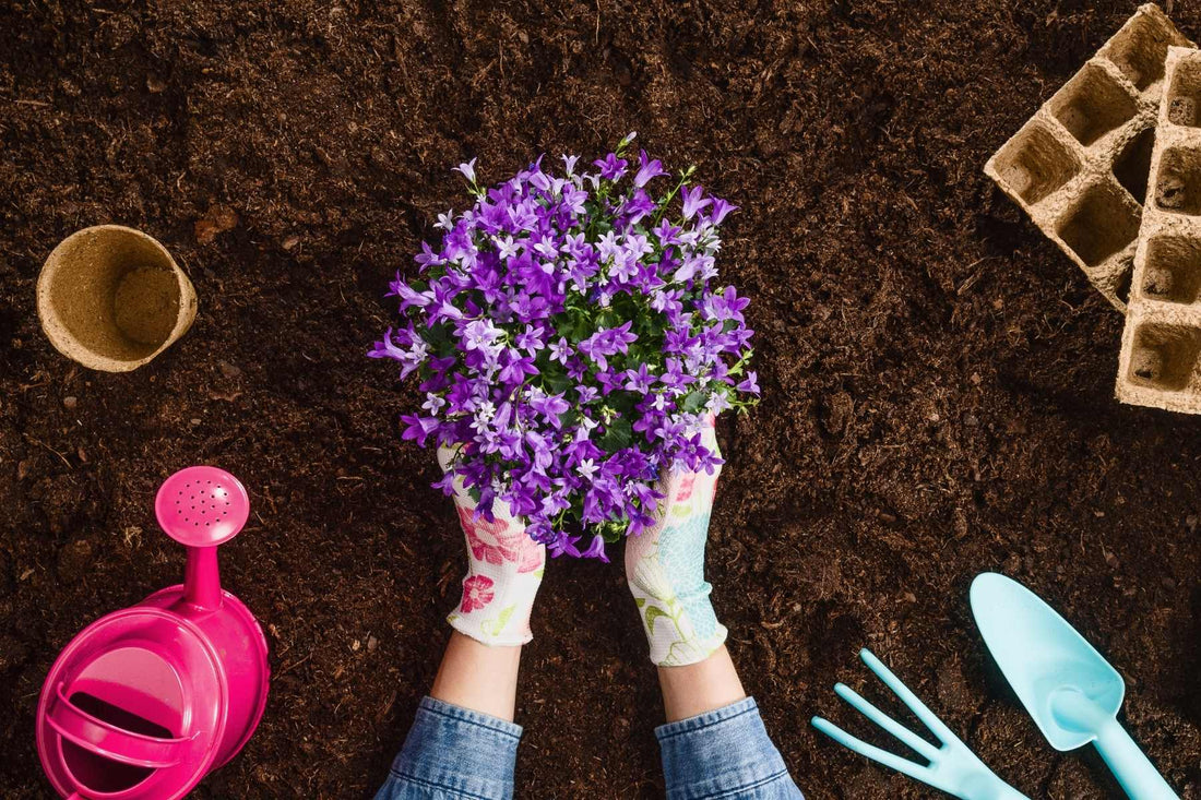 A Gardener’s Guide to Planting Cool Season Flowers in the Fall