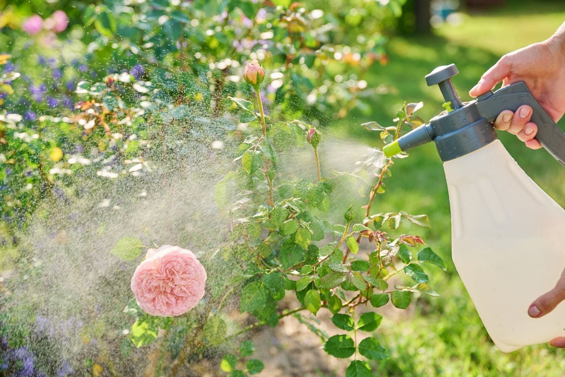 cut flower pests