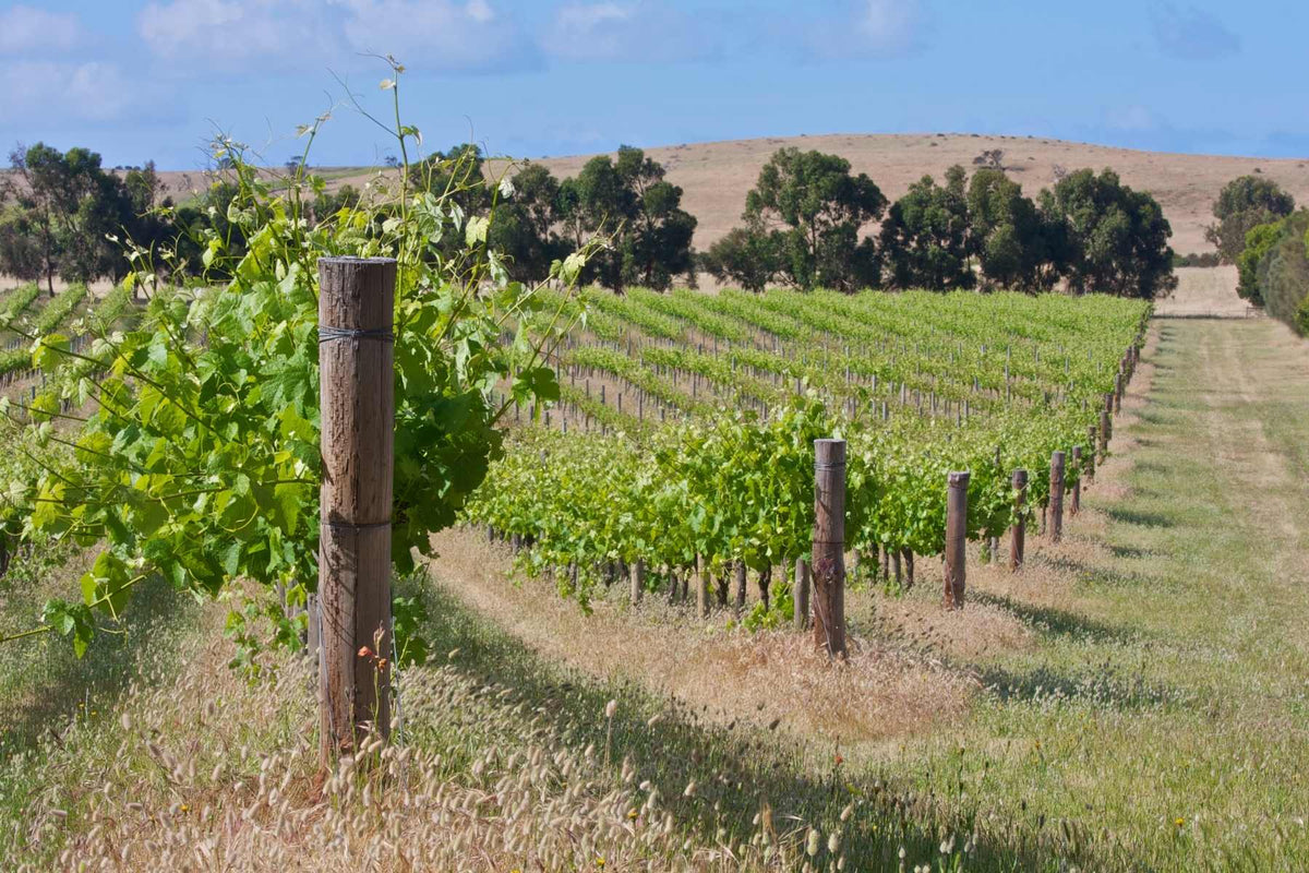 A Demeter Biodynamic farm field with diverse crops growing together