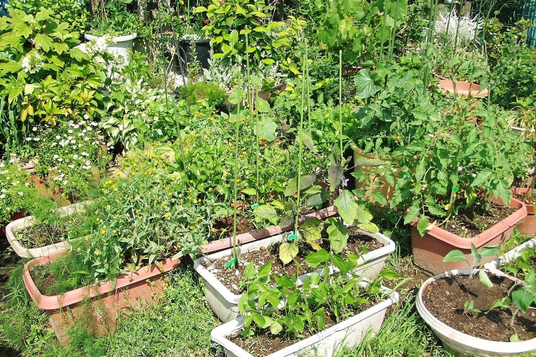  eco-friendly pest control