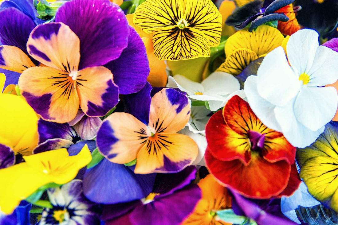 edible flowers