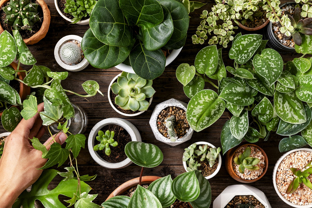 Top 10 Tips for Maintaining Healthy Houseplants with Our Natural Plant Wash