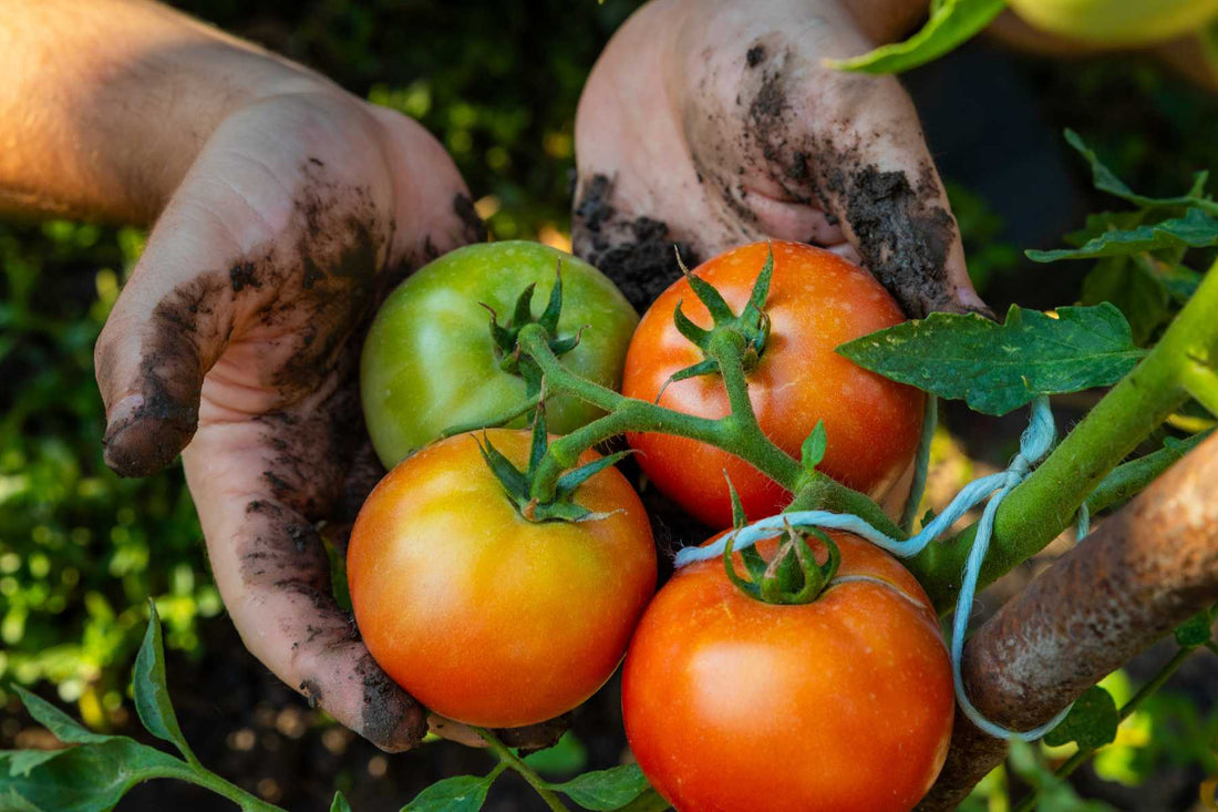 heirloom seeds